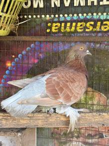 merpati