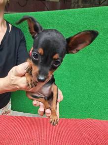 New! Mini Pinscher Female 1608C
