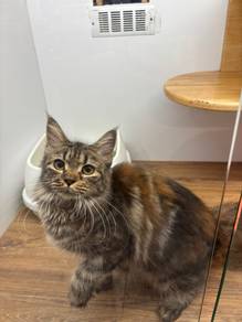 Mainecoon Cat