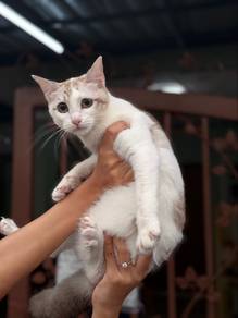 kucing free