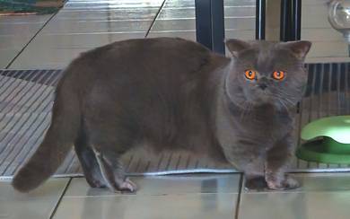 Munchkin BSH Supershort ( Male )