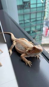 Healthy Friendly Bearded Dragon + Full Setup