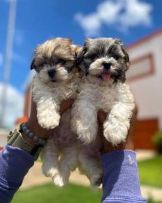 shipoo