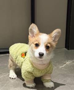 Welsh Corgi