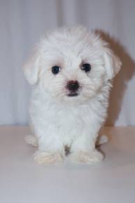 J0429 Maltese Soft White Puppy