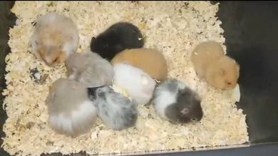 hamster bigbone