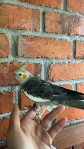 burung cockatiel