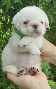 PUG PUPPIES 672🌻 REHOME Boy~Girl