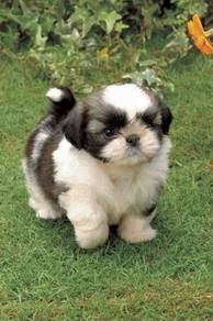 TT_Q3881D Shih Tzu friendly puppy dogs