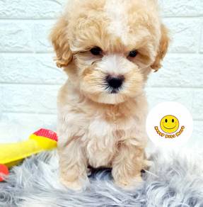 gg1288 CUTE puppies TINY Poodle brown haired