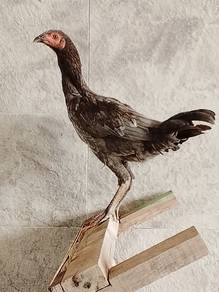 Ayam Baka Sabung