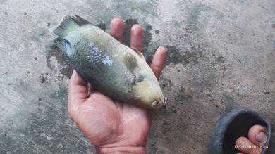 ikan puyu