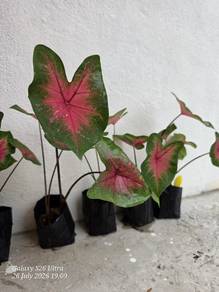 pokok keladi caladium hiasan