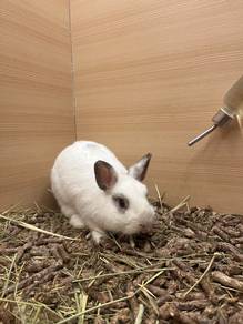 Netherland Dwarf Rabbit for sale