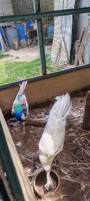 Burung Merak