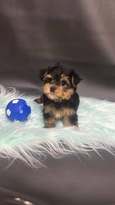 Pure Breed Yorkshire Terrier (M/F) 纯种约克夏宝宝