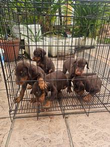 Doberman Pincher Puppies 