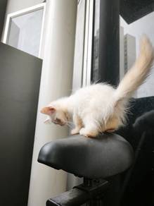 kitten 3 month