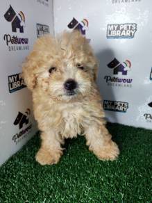 Tiny poodle teddy bear light brown