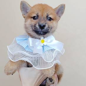 Shiba