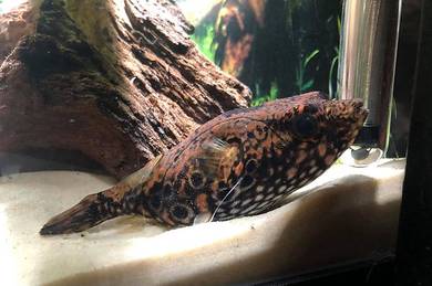 Humpback Puffer (P.palembangensis