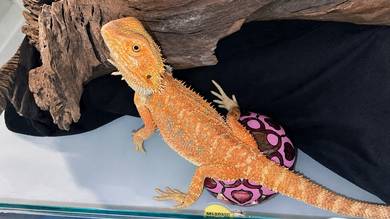 Bearded Dragon 