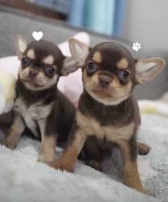 CHIHUAHUA PUPPIES VIP253🌷Head Apple Cute Dog