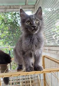 Purebreed Mainecoon Kitten 