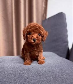 cavapoo!!!