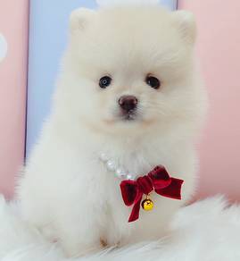 Pomeranian