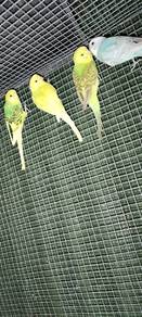 burung baji
