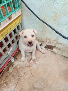 dog for sale