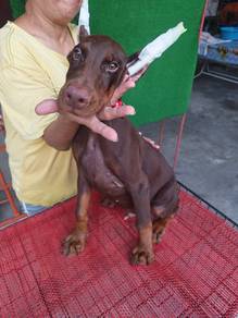 Male Big Bone Doberman MKA 3108A
