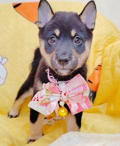 Shiba