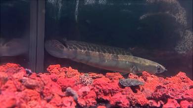 Ikan Channa Fish Maru Red Barito 4.5inch_RB-01
