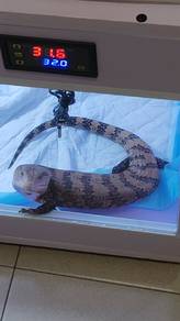 【Blue tongue】Merauke