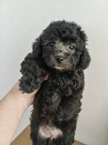 grey poodle