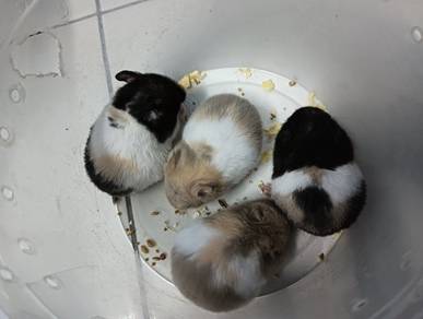 hamster syrian 