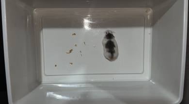 Hamster Robo Roborovski Pied Female