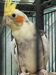 Cockatiel 