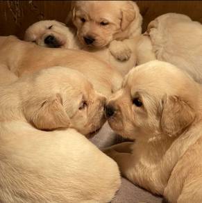 Labrador Retriever