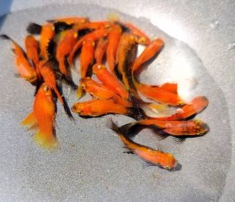 ikan platy oren