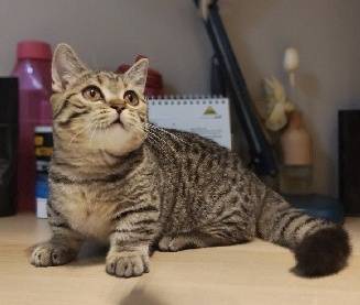 Super short BSH munchkin Kitten Female