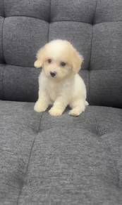 Pure Breed Short Legs Poodle (F) 纯种小体泰迪 贵宾 女生