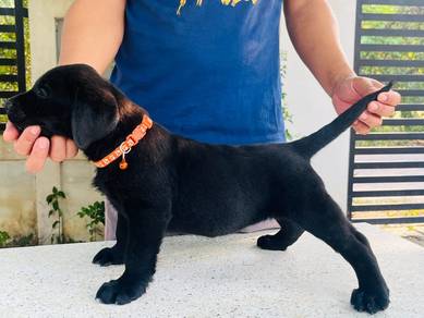 Labrador retriever 