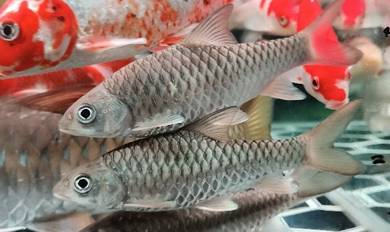 ikan neothai n kelah merah