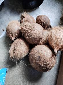 Kelapa siap kopek kulit...