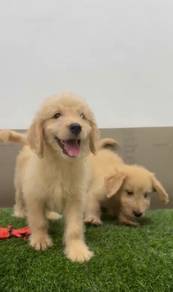 Goldendoodle standard poodle