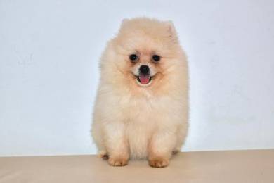 v12 Lovely Pomeranian Dog