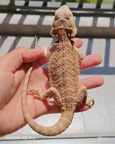 Bearded Dragon
